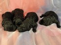 Four Giant schnoodle Puppies for sale In North Iowa Summer 2012